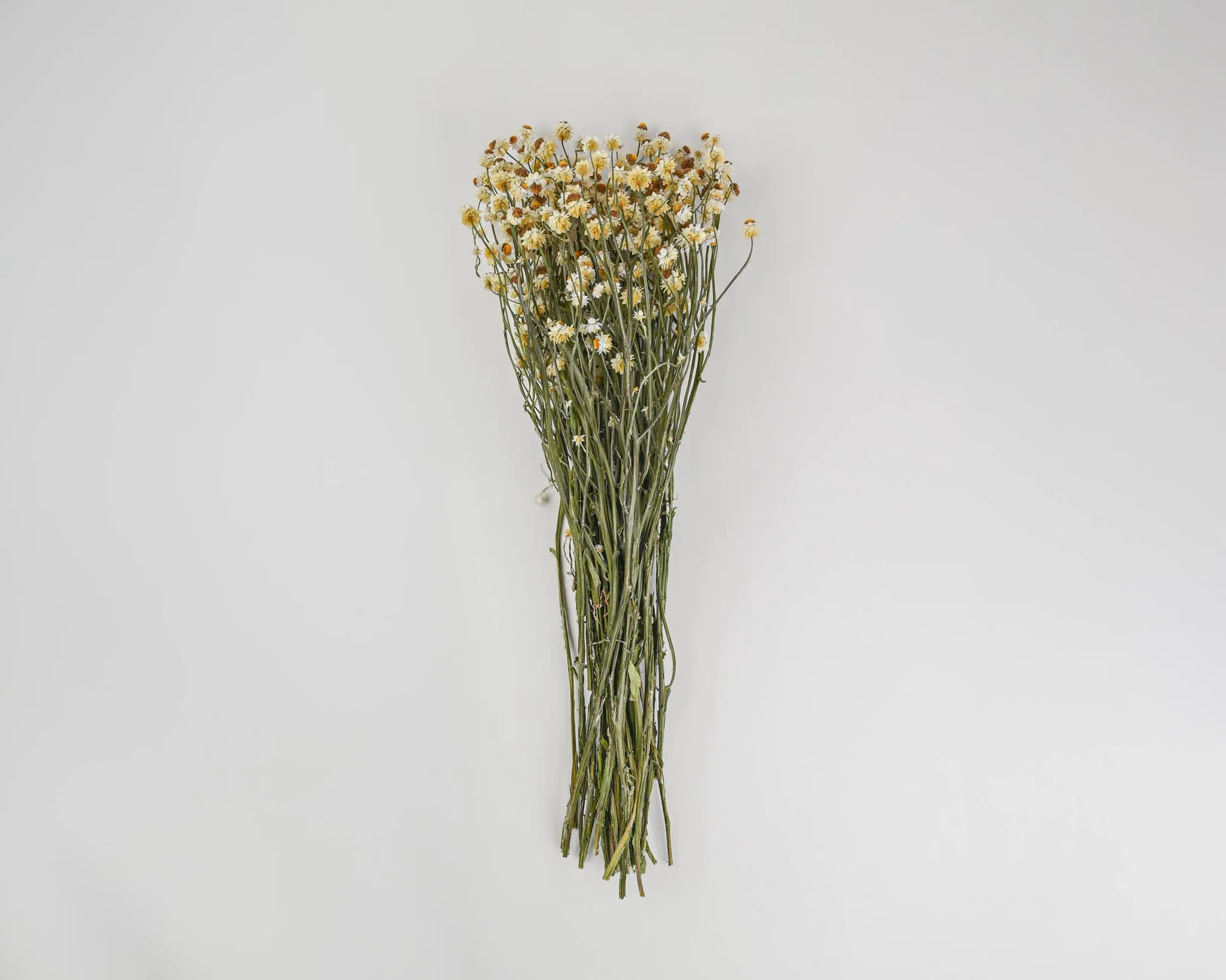 Dried Ammobium Flower Bunch or Winged Everlasting