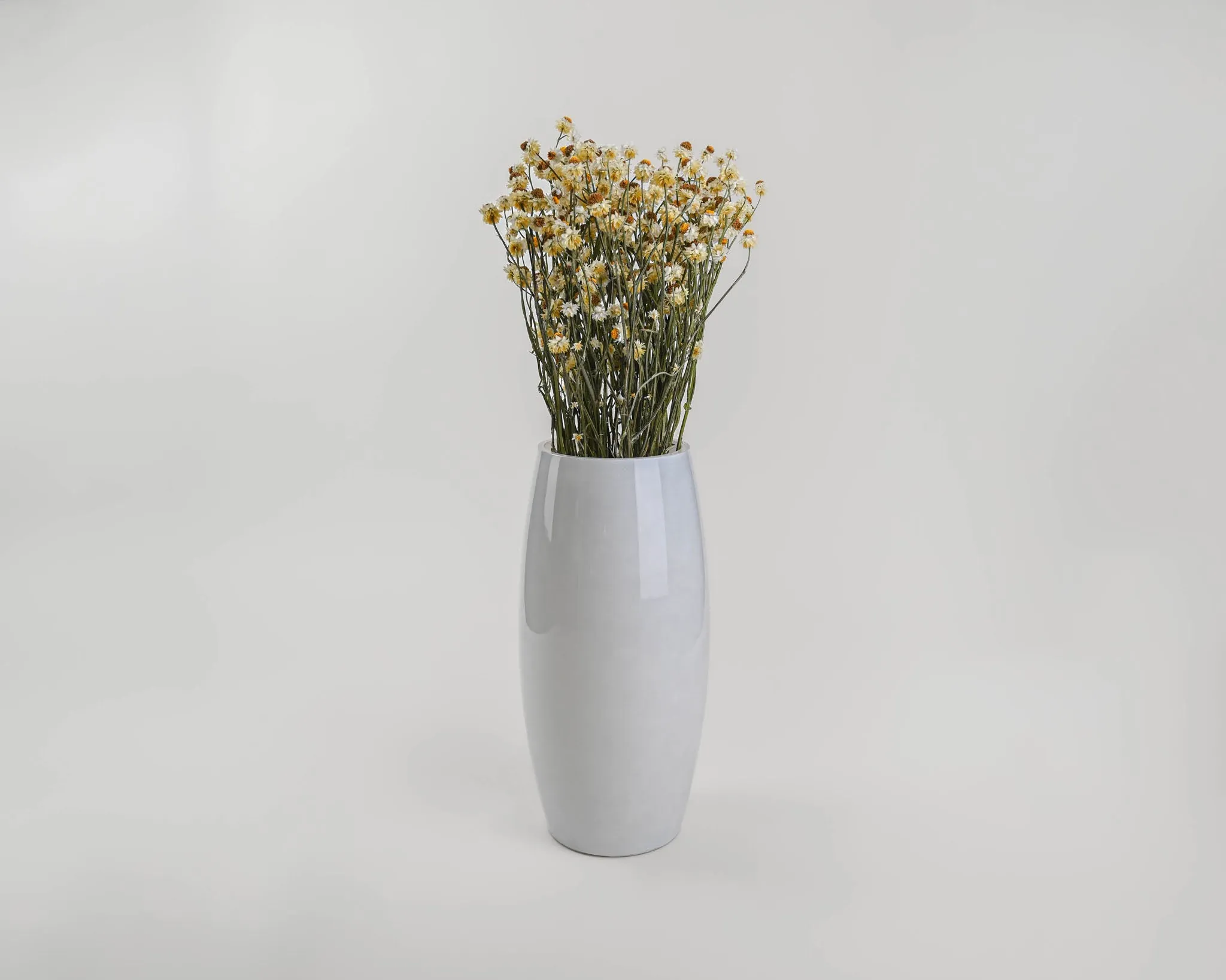 Dried Ammobium Flower Bunch or Winged Everlasting