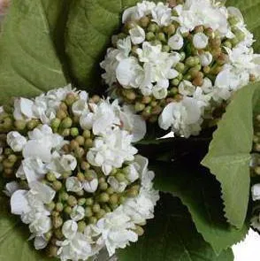 Hydrangea Bud Arrangement 8"H